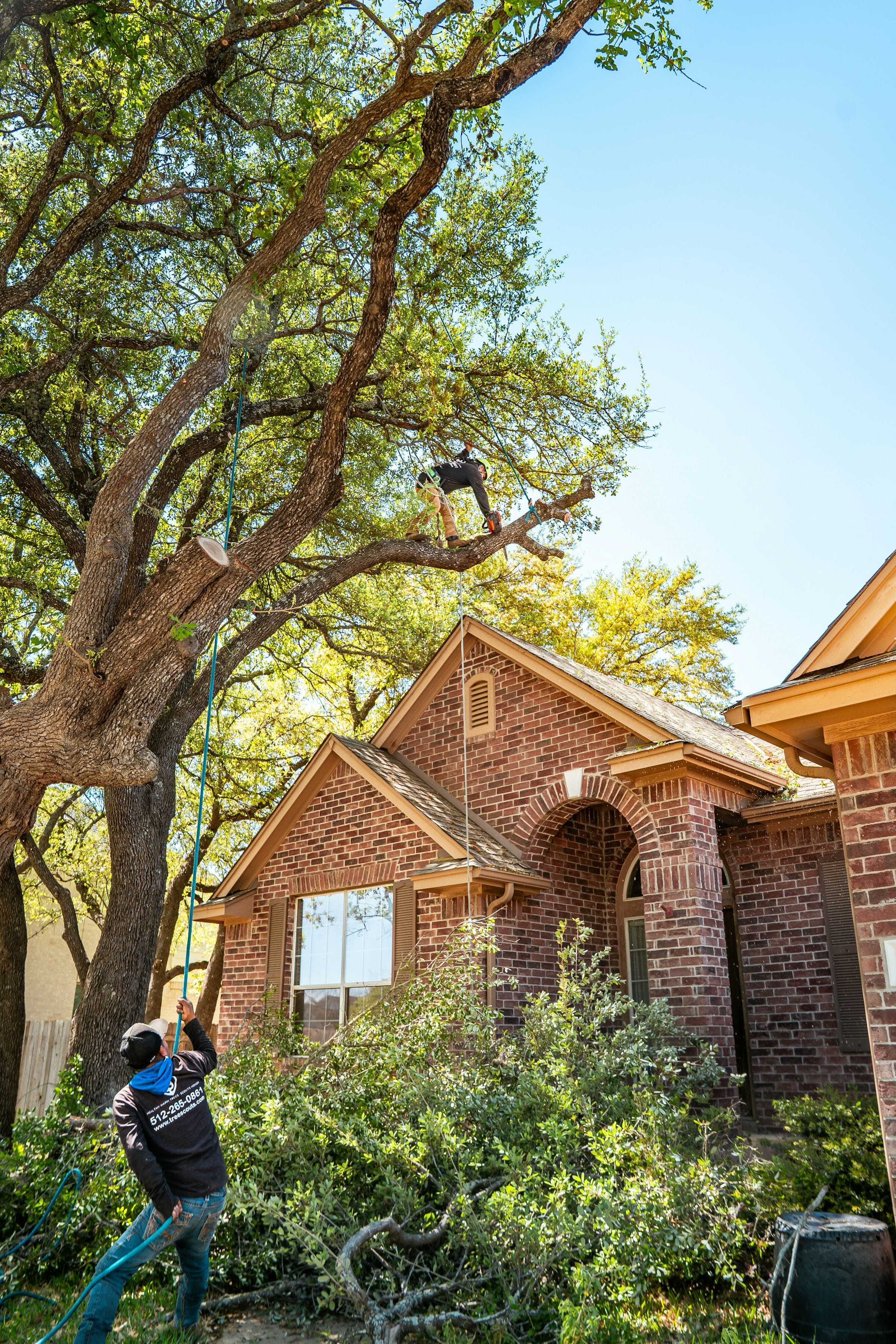 Climber working high in a large oak that spreads over a brick home