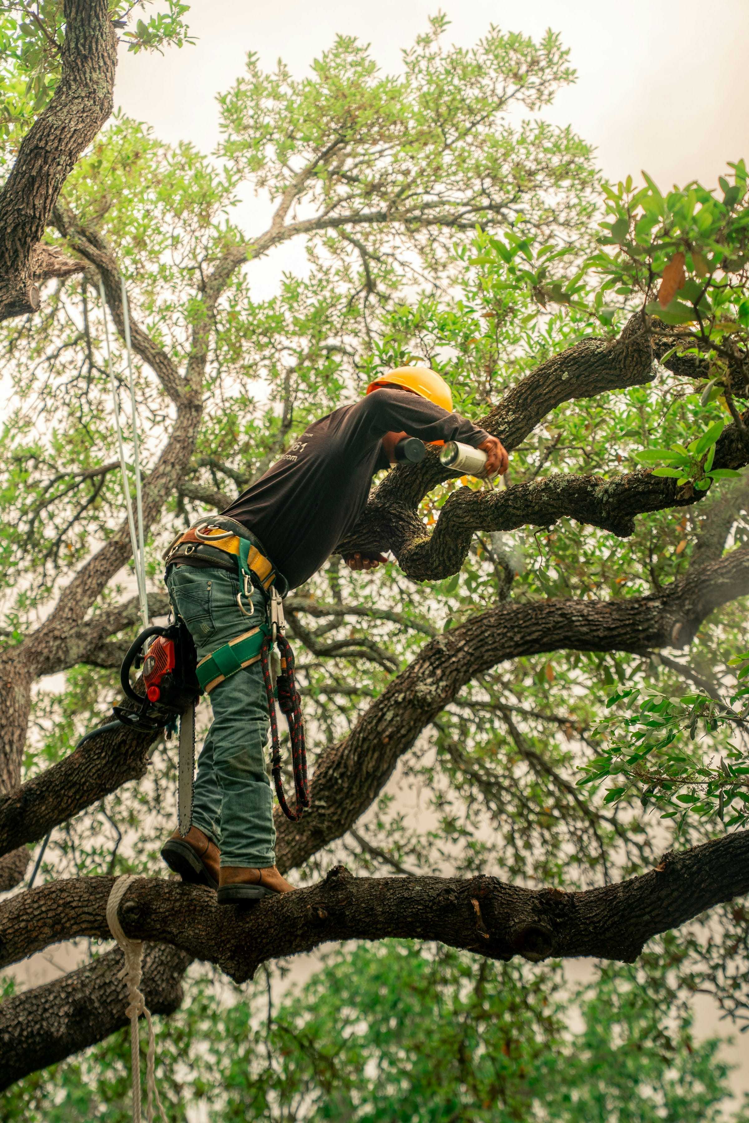 Arborist roped into a live oak, pruning a branch