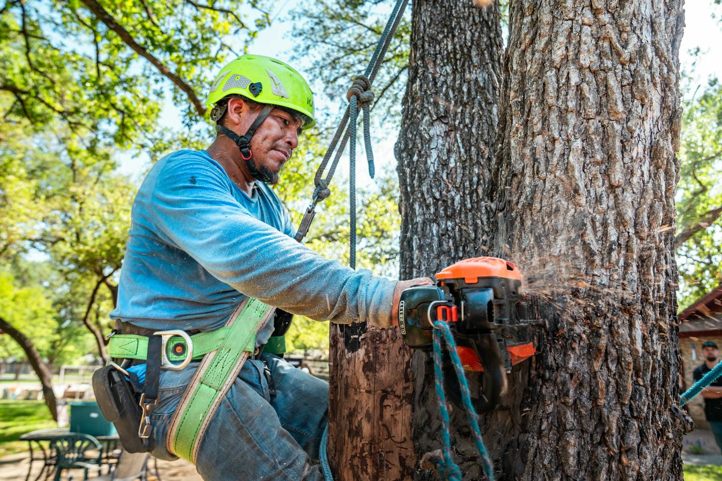Tree climber in a helmet cutting a large trunk section while tied in