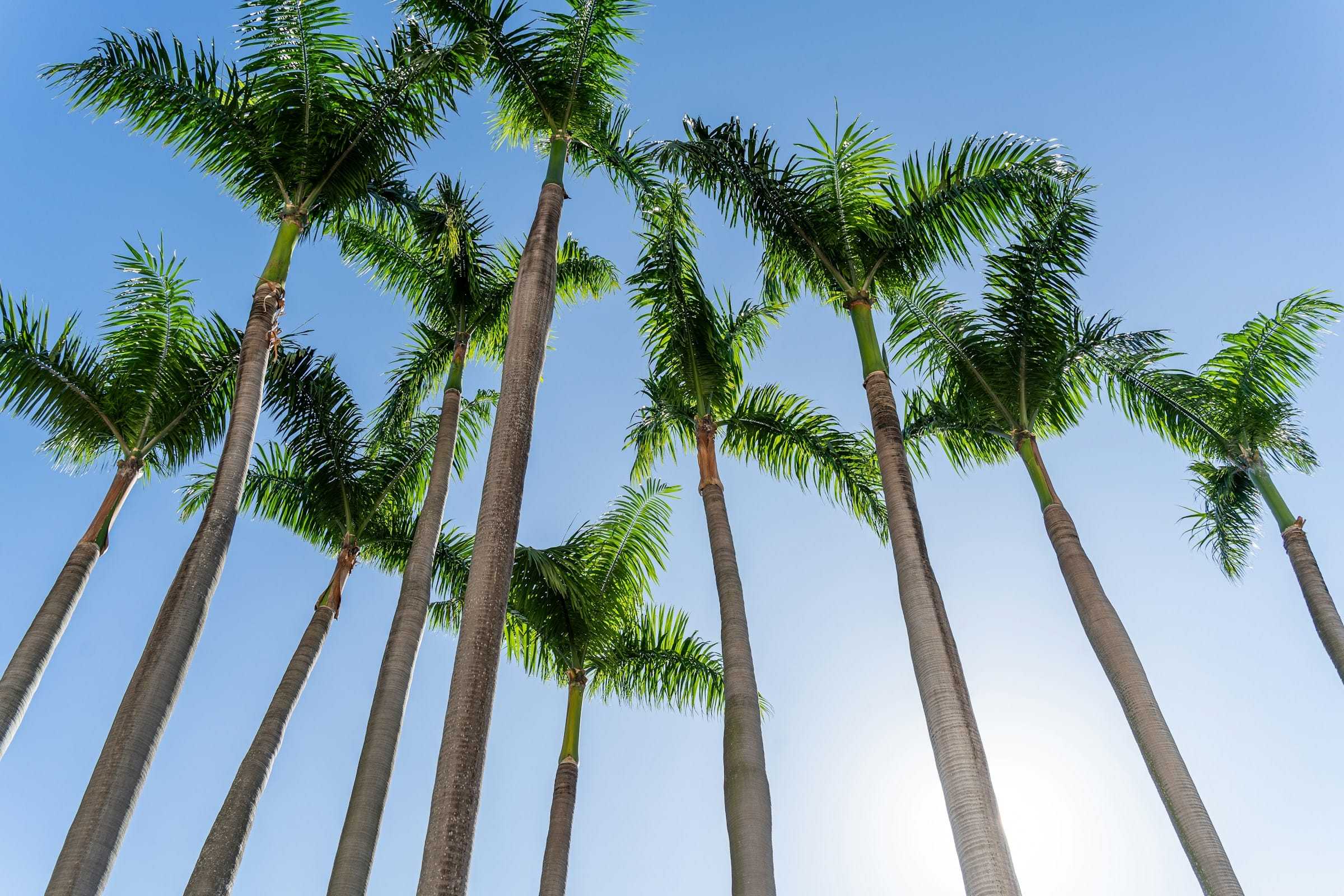 Tall royal palms against a clear blue sky