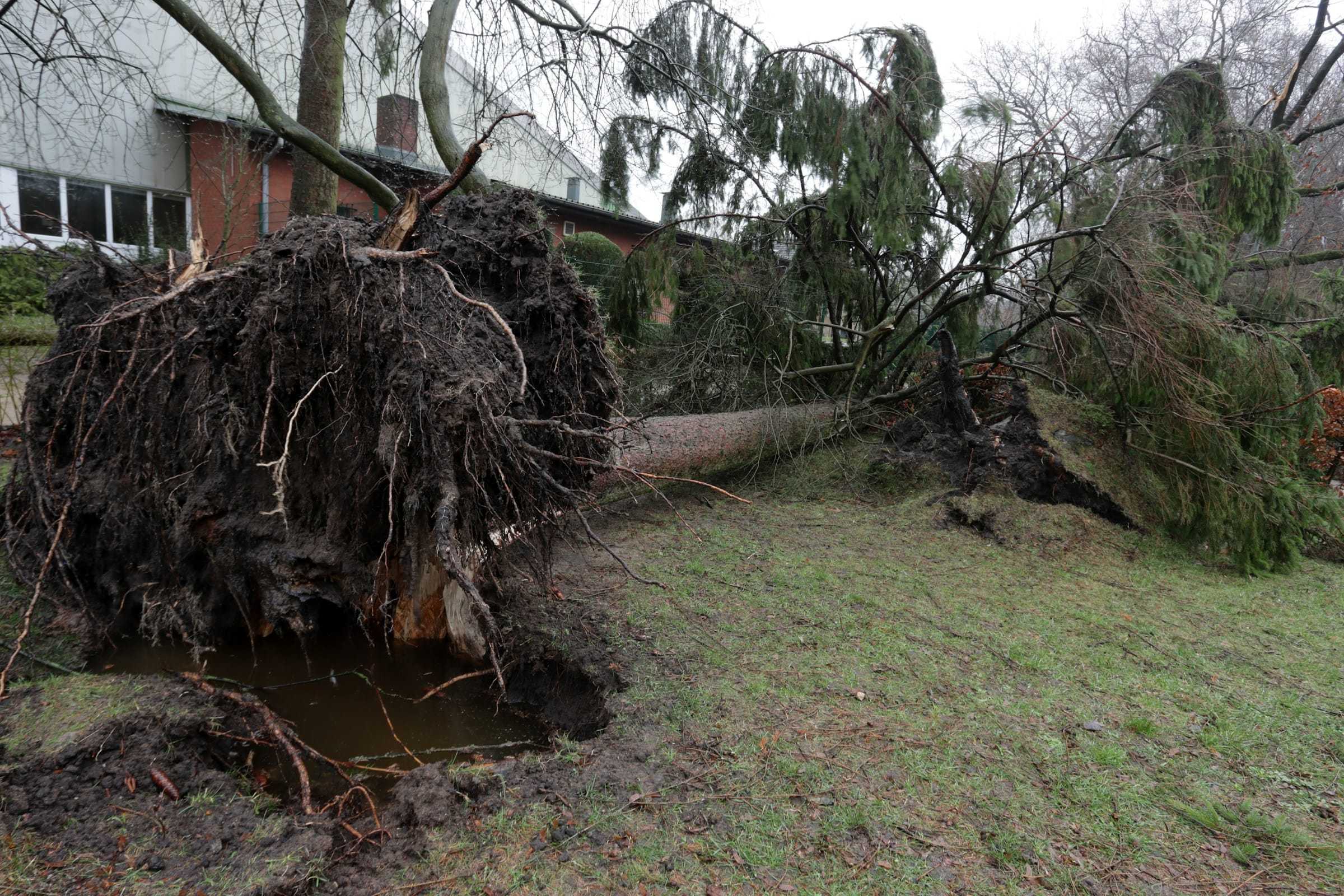 Uprooted tree lying in a yard next to a building, root plate exposed